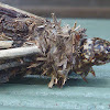 Messy-sticks Case Moth