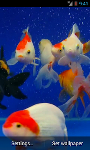 Gold Fish Video Live Wallpaper