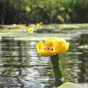 Yellow-flowered lily