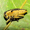 Long horned beetle