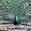 Indian Peafowl