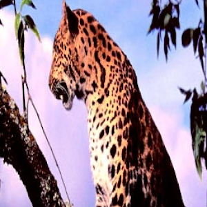 Color Leopard LWP No5 Pro.apk 1.7.24