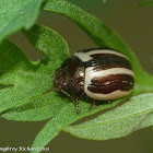 Ragweed leaf beetle