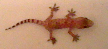 Mediterranean gecko
