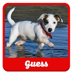 Guess the puppy Apk