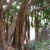 Ficus bengahlensis
