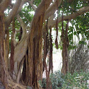 Ficus bengahlensis