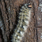 Anthela nicothoe caterpillar