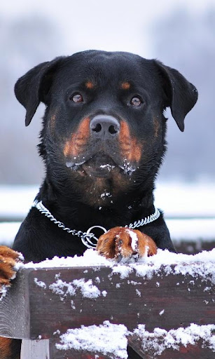 Rottweiler Wallpapers