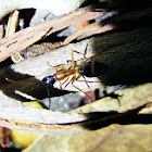 Banded Sugar Ant
