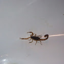 common striped scorpion