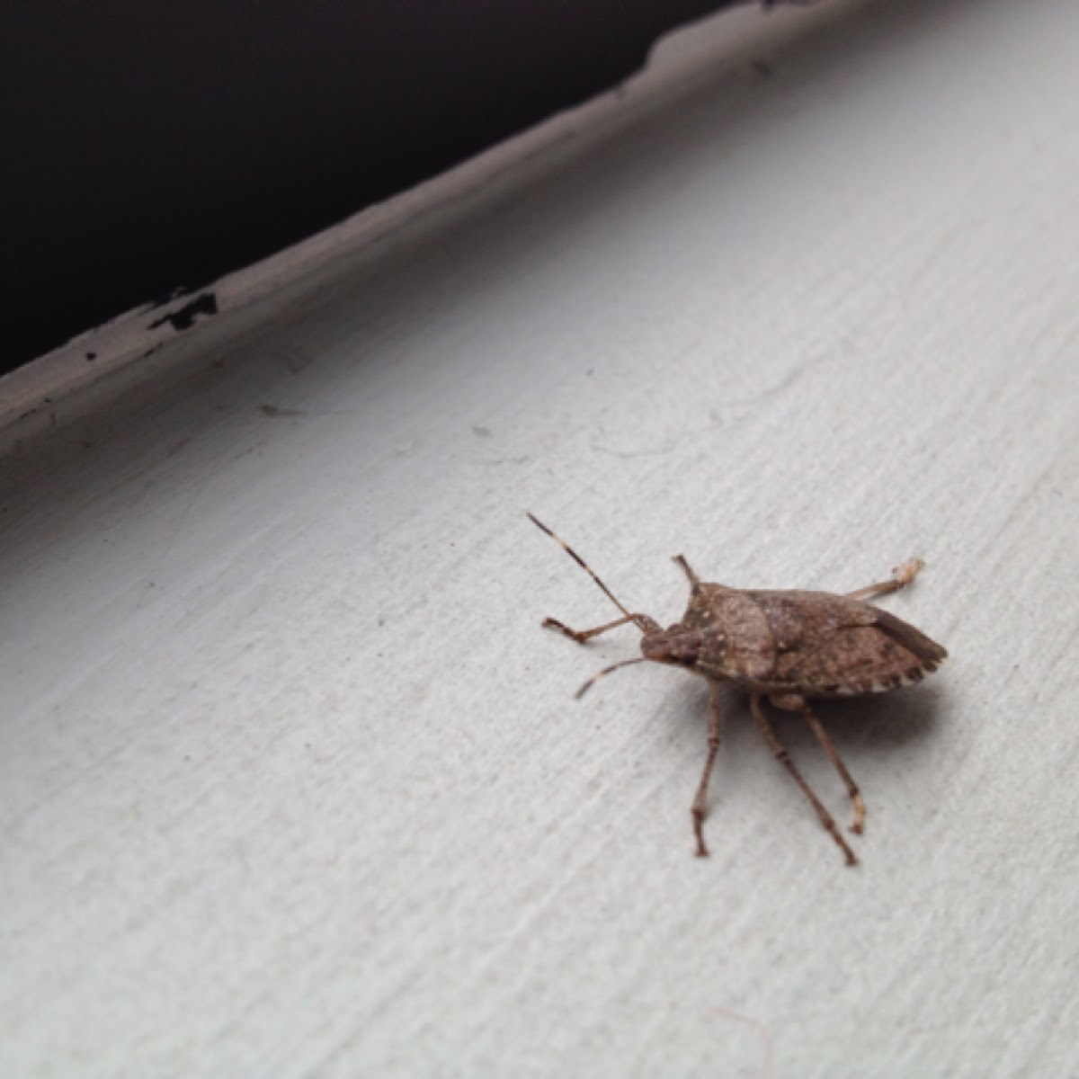 Brown Marmorated Stink Bug Project Noah