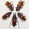 Long-Horn Beetle