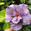 Layered purple hibiscus flower