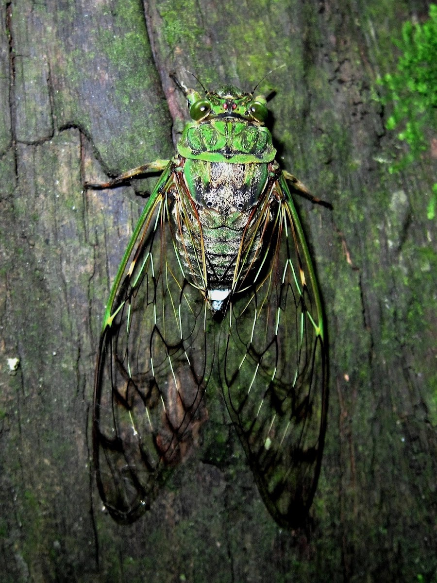 Translucent Cicada
