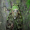 Translucent Cicada