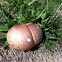 Puff ball mushroom 