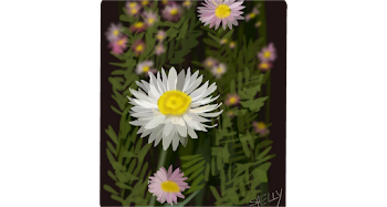 Australian Flowers