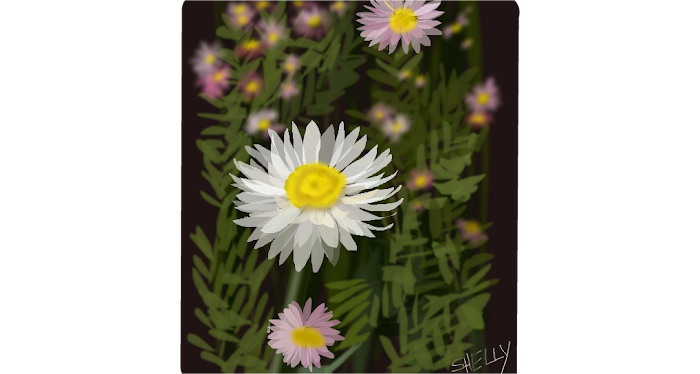 Australian Flowers