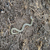 Plains garter snake