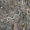 Plains garter snake