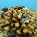 Cauliflower Coral