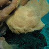 Giant Frogfish