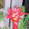 Bromelia