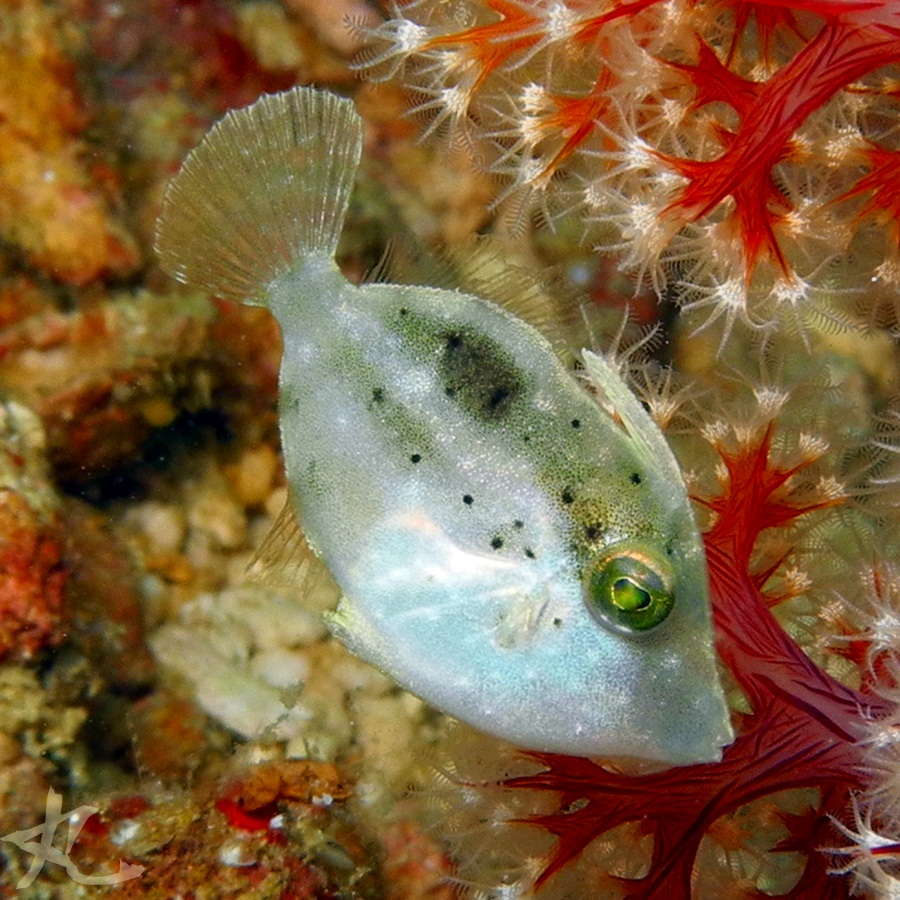 Japanese Leatherjacket (juvenile)