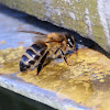 European honey bee, abeja doméstica