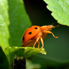 Lady Bug/Beetle