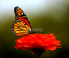 Soft Landing  by Larry Bidwell - Animals Insects & Spiders