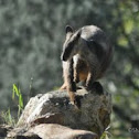 Brush-Tailed Rock-Wallaby