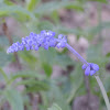 Mealy Blue Sage