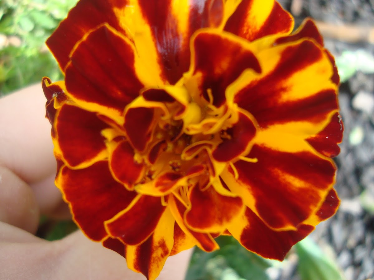 Marigold