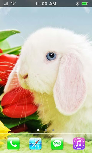免費下載個人化APP|Easter Rabbits live wallpaper app開箱文|APP開箱王