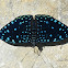 Starry Cracker butterfly