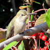 Anna's Hummingbird (female)