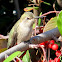 Anna's Hummingbird (female)