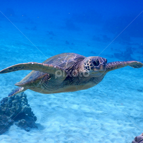 Honu ( being free) by Tatiana Gonnason - Animals Sea Creatures