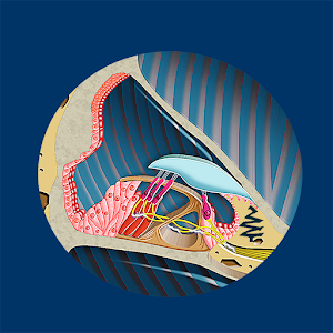Inner Ear ID logo