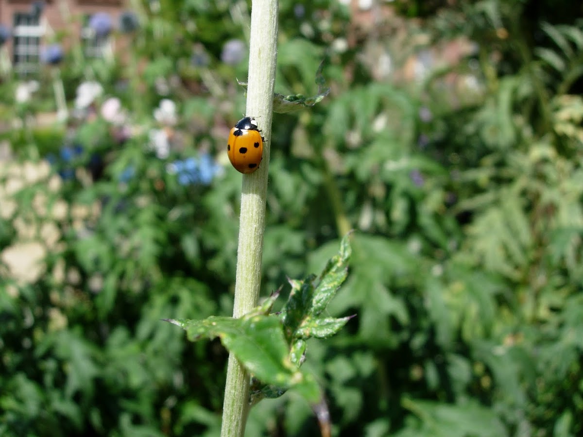 Mariquita. Ladybird