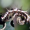 Dryas iulia caterpillar