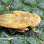 Leafhopper nymph