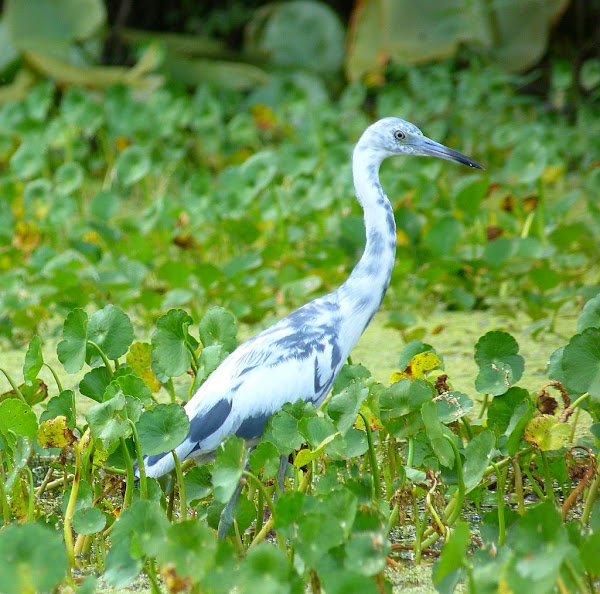 gary's outdoor wanderings2: a heron oddity
