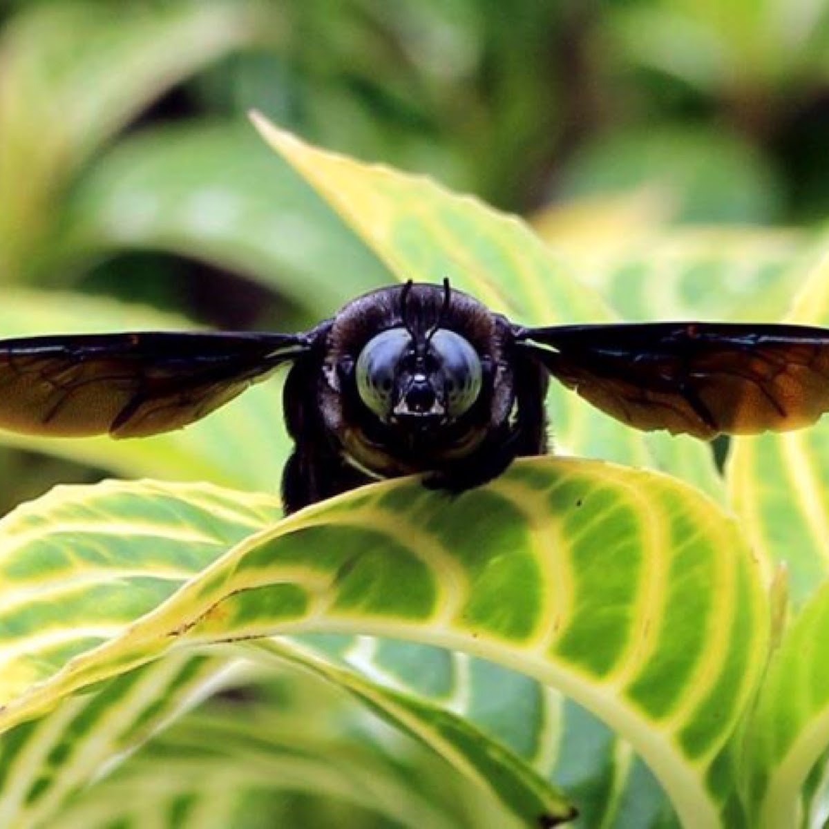 Tropical carpenter bee