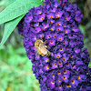 Butterfly Bush