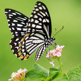 Butterfly - Common Mime by Sankar Singha - Animals Insects & Spiders