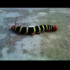 Tetrio Sphinx (larva)