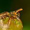 Stingless Bee